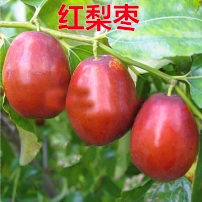 [Jujube tree live seedling grafted seedling with fruit in year huge Jin-si green jujube planted in courtyard for north south winter jujube seedling]