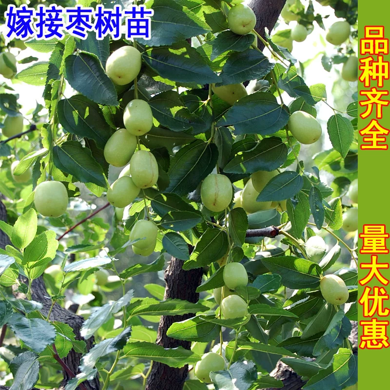 [Jujube tree live seedling grafted seedling with fruit in year huge Jin-si green jujube planted in courtyard for north south winter jujube seedling]