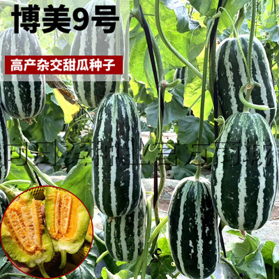 Семена Genmelon, подлинный Bomei № 9 Высокий выход, четыре сезона весенняя сея