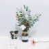 Bông khô tự nhiên màu bó hoa đơn bông trong nhà tự làm trang trí phòng khách trang trí hoa đạo cụ - Trang trí nội thất cách trang trí phòng khách nhà vuông Trang trí nội thất