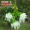 Hoa giả hoa giả hoa wisteria bó hoa tím đậu hoa nụ hoa mây lá đám cưới trang trí nội thất vòm nho - Hoa nhân tạo / Cây / Trái cây chậu hoa giả