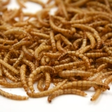 Хлеб черви сухой 550 мл желтого порошка червя сухой зерно поставляется золоты