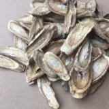 Сухое сухой корни говядины корни гансианские подлинные дикие ковы рядом с 500 г массовой говяжьей говяжьей говяжьей корова фазан
