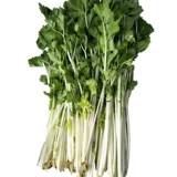 Семена сельдерея Белоснежного белого цвета Цвет знаменитости знаменитости семян семян семян.