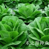 Конечная семена салата, салат, семена овощей, семена семян, четыре сезона, посеянные весенние сезон, овощи в горшках, летний балкон, осень и зимняя посадка