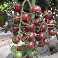 Маленькие пурпурные саженцы томатов 48 деревьев у