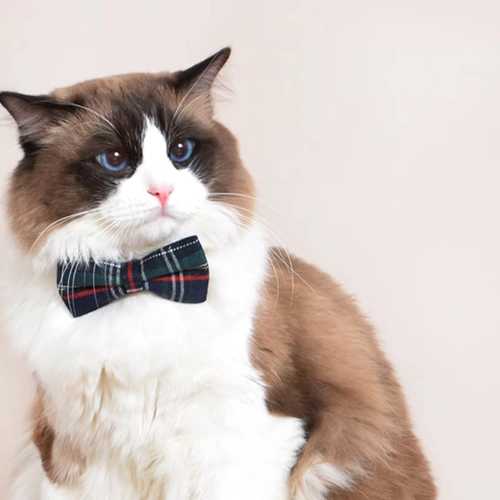 Декор с бантиком, шарф, колокольчик, чокер, галстук-бабочка, кот, домашний питомец