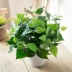Mô phỏng củ cải xanh trong chậu và ngoài trời trang trí chậu nhựa cây hoa nhân tạo và cây trang trí mô phỏng thực vật trang trí - Hoa nhân tạo / Cây / Trái cây hoa đào giả Hoa nhân tạo / Cây / Trái cây