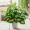 Mô phỏng củ cải xanh trong chậu và ngoài trời trang trí chậu nhựa cây hoa nhân tạo và cây trang trí mô phỏng thực vật trang trí - Hoa nhân tạo / Cây / Trái cây hoa đào giả