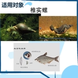 Гуанчжоу Джингбо Уничтожить улитку, убийственная нить нитя, убийство нити убийство улитки, переезжавшие на перемещение