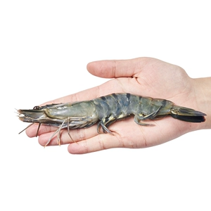 [金泰联 手掌大活冻黑虎虾 1.6kg家庭装 （31-40大规格）]
