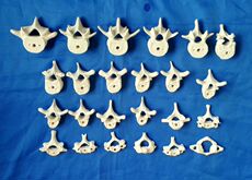 塑钢型材/pvc型材 特价人体1:1脊椎脊柱散装骨骼骨架 医用教学讲解展示模型