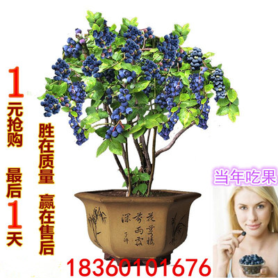 蓝莓树苗盆栽地栽果树苗