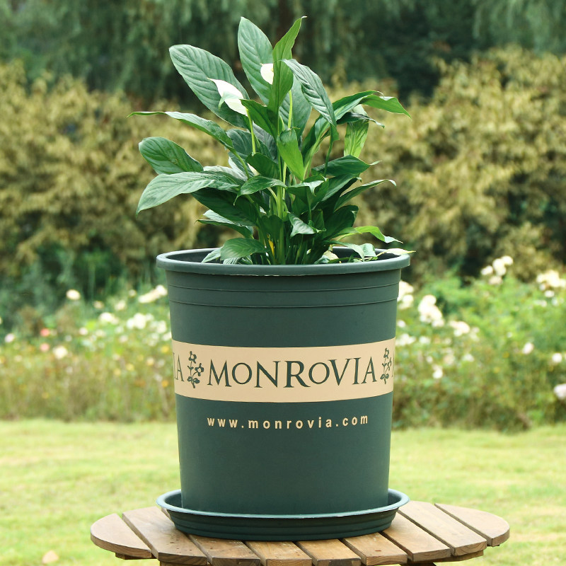 【6个装】矮胖加仑盆创意塑料花盆