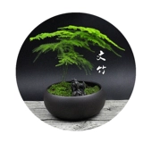 Moss Micro -landscape Desktop Mood Mood, Plant Bamboo Bonsai Bonsai Дома