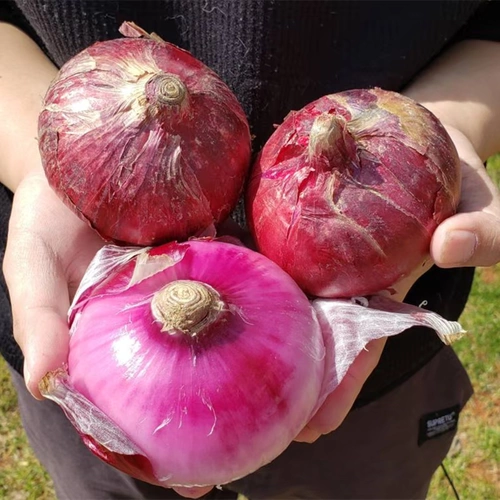 Yunnan Purple Skin лук 5 фунтов свежих луковых фермеров самостоятельно -овощи красные кожи красные лучи Большой круглый лук цельный короб