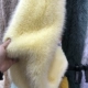 Giả fox fur quần áo vải vest cổ áo lông khăn choàng sang trọng vải búp bê đồ chơi tự làm sang trọng vải