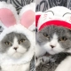 Маленький белый кролик+кошачья шляпа