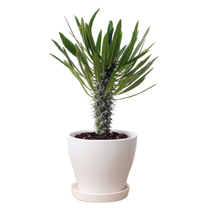 Succulent Live Plant Pachypodium Lamerei Drake 20cm