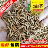 Живая пекарня с желтым порошком живая пекарня, живая порода насекомых, ящерица -ящерица дракона, каменная лягушка черепаха, кормление птиц, бесплатная судоходство