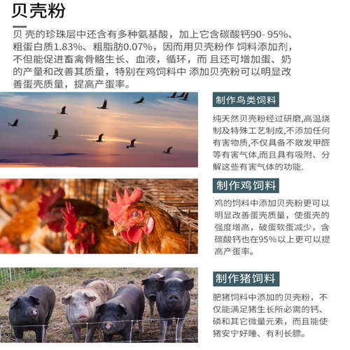 Породоводочный порошок кормления устриц с курицей кормления оболочки для кормления для кальциевых добавок голубей раковина. Опилкиваемое оболочка Песчаная оболочка корм