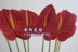 5 gói mô phỏng anthurium mô phỏng cọ xanh hoa giả hoa lụa cao cấp hoa nhựa hoa flamingo hoa Anzu - Hoa nhân tạo / Cây / Trái cây