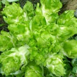 Семена Семюан Линьцзян Семена Кукла Овощные семена семян.