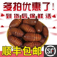 Северо -восточный специалист дикие булочки шелковика