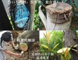 Паста Guoguang, более поврежденная пленка для покрытия, агент по покрытию деревья заживление заживление агента бонсай саженцы дерева дерева стерилизация травма