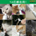 Mỹ siêu mèo đặc biệt kem dưỡng tóc điều hòa dạ dày để bóng tóc nhổ nhanh - Cat / Dog Health bổ sung Mua sữa cho mèo con ở đầu Cat / Dog Health bổ sung