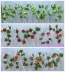 Mô phỏng hoa hồng nhỏ dải mây dây leo hoa giả hoa mái nhà ống sưởi ấm trang trí đám cưới hoa giả Hoa Liên - Hoa nhân tạo / Cây / Trái cây