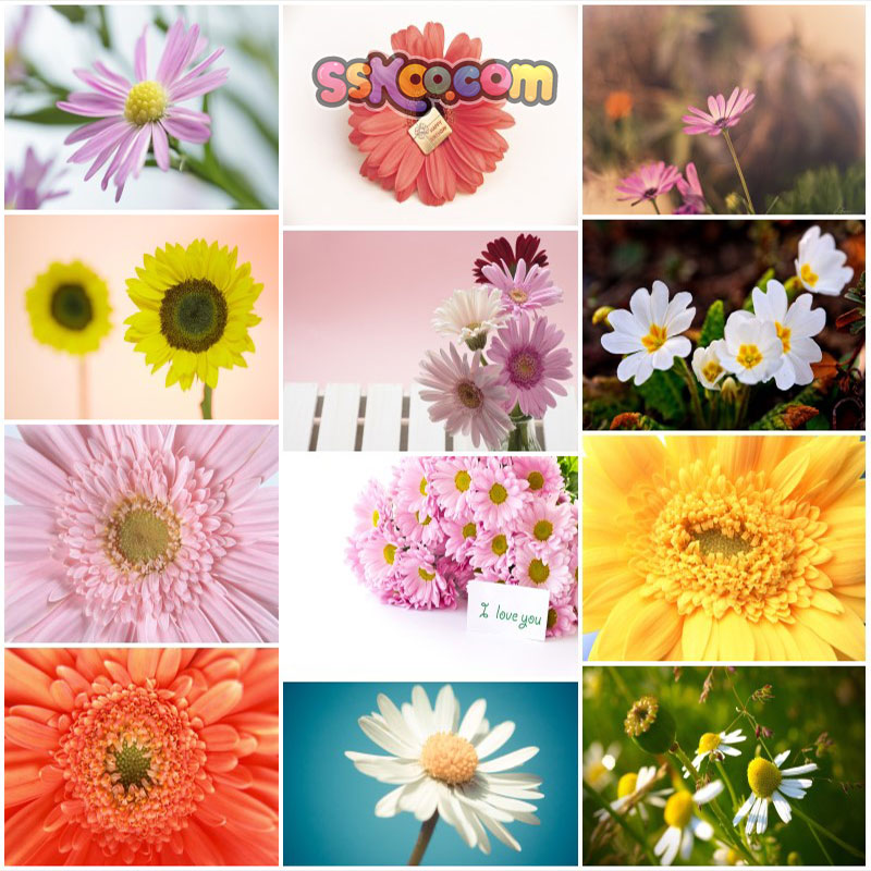花卉鲜花场景高清JPG摄影特写照片4K壁纸背景图片插图设计素材