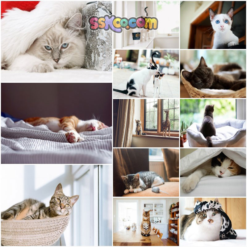 猫咪宠物猫猫萌宠可爱小动物高清JPG摄影特写照片4K壁纸图片素材