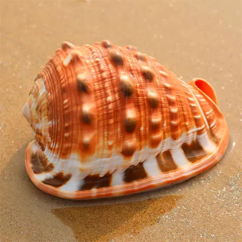 Четыре большие улитки из натуральных раковинов с большими раковинами, фанбао улитка коллекция украшения дар