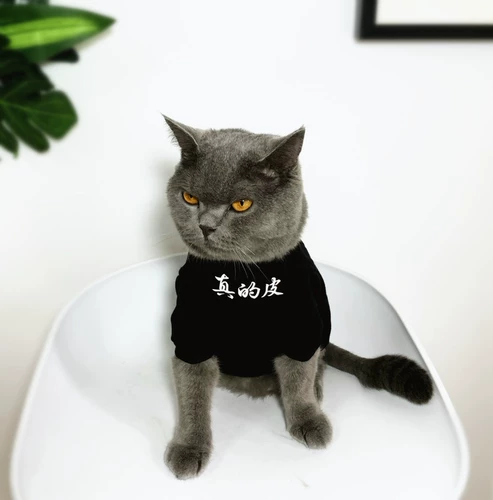 Оригинальный прилив бренд PET Thin Cat Одежда, собака -родительская патальника для домашних животных, кошачья одежда, китайские иероглифы, я просто кожа