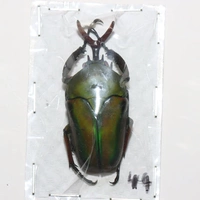 Самец №7 44мм