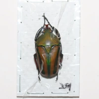 Самец №1 29мм