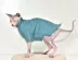 Quần áo mèo không lông Sphinx Anh ngắn Garfield thú cưng mèo Quần áo áo len mùa đông ấm áp điểm - Quần áo & phụ kiện thú cưng