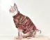 Quần áo mèo không lông Sphinx Anh ngắn Garfield thú cưng mèo Quần áo áo len mùa đông ấm áp điểm - Quần áo & phụ kiện thú cưng Quần áo & phụ kiện thú cưng
