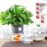 Лампа для растений, прозрачная круглая бутылка, настольный медный цветочный горшок для гостиной, аквариум