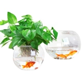 Лампа для растений, прозрачная круглая бутылка, настольный медный цветочный горшок для гостиной, аквариум