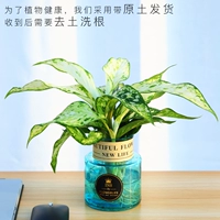 Золотой Баою