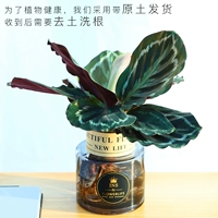 Черный Розоче