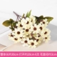 Белый QQ Chrysanthemum 5