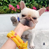 Серый кремовый гик планеты летняя собака, чтобы охладить ледяную шею, чтобы бороться с открытым на открытом воздухе и решить летнее ледяное полотенце