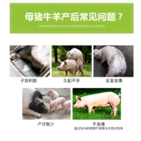 Enno Schaxing Beast входные наркотики откровенный портрет свиньи свиньи свиньи свиньи