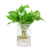 Креативная большая прозрачная глянцевая лампа для растений, аквариум, украшение, простой и элегантный дизайн