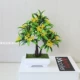 Вайолет [Luo Han Flower Yellow]