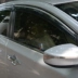 Áp dụng cho công chúng Chery Buick Kia Ford Hippocampus mặt trời hiện đại visor cửa sổ xe che mưa lông mày cửa sổ kính mưa