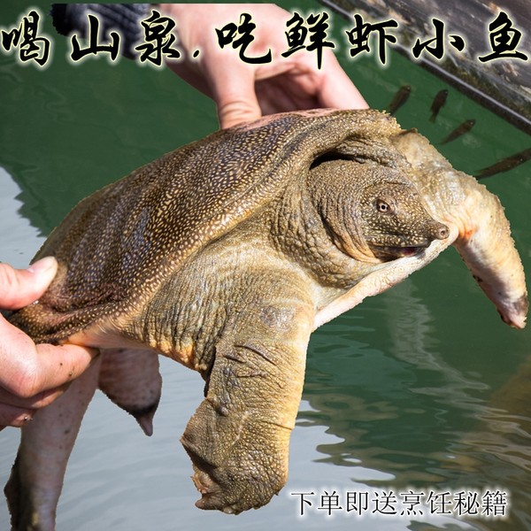 千岛湖中华鳖 4年生 有机甲鱼活体 1.5斤 优惠券折后￥58包邮（￥158-100）